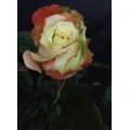 Roses - Aubade